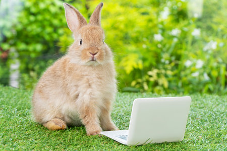 Newborn tiny brown white bunny with small laptop sitting on the green grass. Lovely baby rabbit looking at notebook on lawn natural background. Easter fluffy rodent conceptの写真素材