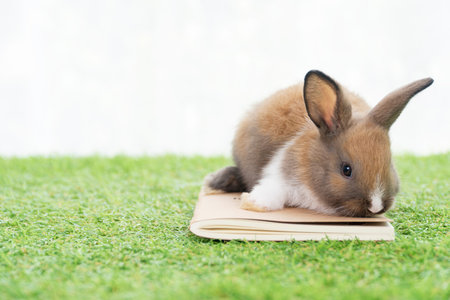Adorable little furry baby rabbit brown, white bunny standing on the book over green grass with light while watching something over white background. Easter animal bunny concept.の写真素材