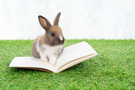 Adorable little furry brown, white baby rabbit standing on the book over green grass with light while watching something over white background. Easter animal bunny concept.の写真素材