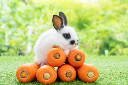 Adorable small baby white black rabbit bunny sitting with front orange pile fresh carrot on green grass on bokeh nature background. Easter animal and vegetable food concept.の写真素材