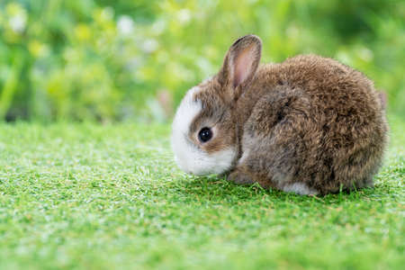 Lovely furry baby white and brown rabbit looking at something while sitting on green grass over bokeh nature background. Easter animal new born bunny concept.の写真素材