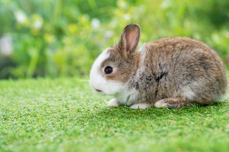 Lovely furry baby white and brown rabbit looking at something while sitting on green grass over bokeh nature background. Easter animal new born bunny concept.の写真素材