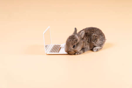 Adorable furry baby rabbit bunny grey with laptop while sitting over isolated pastel background....