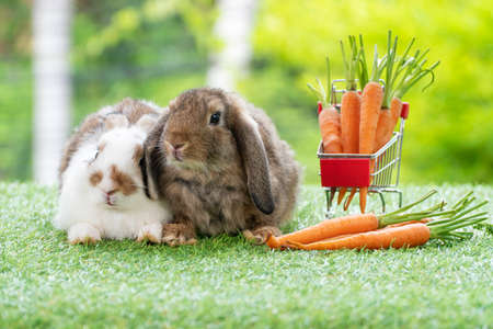 Two adorable baby rabbit bunny white brown with shopping basket cart and baby carrot while sitting...