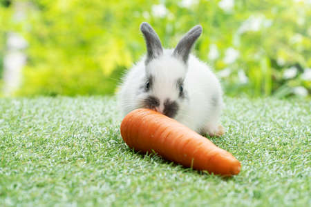 Adorable baby rabbit bunny white, black eating fresh orange carrot while sitting on green grass...