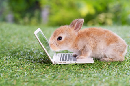 Adorable baby rabbit bunny with laptop studying online or working sitting on green grass. Cuddle newborn brown bunny looking screen small notebook on nature background. Animal idea technology concept.の写真素材