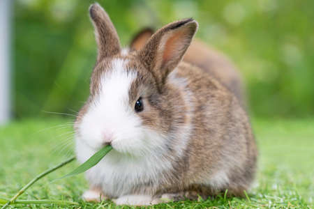 Adorable baby rabbit bunny brown eating fresh timothy grass while sitting on green grass over bokeh...