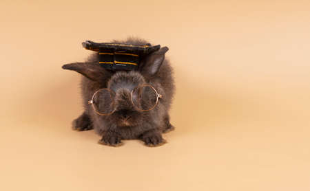 Adorable baby rabbit bunny black wearing eyeglasses and graduation cap sitting alone on pastel...