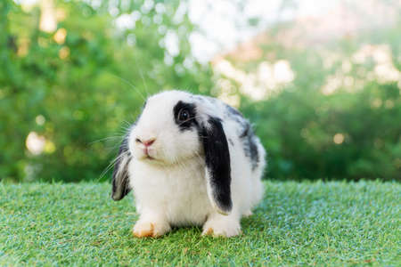 Lovely furry hare baby rabbit Holland lop looking at something sitting on green grass over bokeh nature background. Young white black rabbit bunny sitting in spring time. Easter animal pet concept.の写真素材