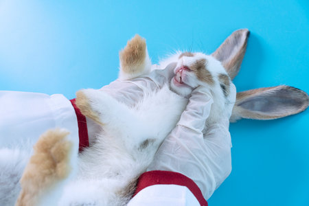 Professional veterinary woman wear gloves injecting teeth on mouth bunny white brown rabbit on table blue background at clinic. Veterinarian animal and check up oral health care concept.の写真素材