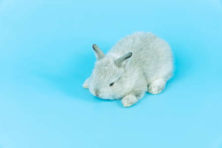 Cuddly baby rabbit furry bunny playful on blue background. Infant little grey bunny sleeping  relax over isolated. Fleecy mini rabbit fluffy mammal sitting with copy space. Easter animal pet concept.の写真素材