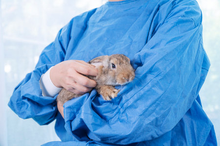 Veterinarian doctor or nurse wear blue uniform coat holding sick young rabbit in hand at hospital. Veterinary woman wear blue coat lab holding patient brown bunny checkup healthe. Vet pet health care.の写真素材