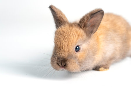 Adorable newborn baby rabbit bunnies looking at something sitting over isolated white background. Active little rabbit furry brown bunny playful on white background. Easter bunny animal pet concept.の写真素材