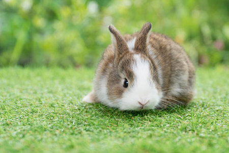 Lovely baby rabbit furry bunny looking at something sitting on green grass over bokeh nature background. Infant bunny white brown rabbit on lawn spring background. Easter animal new born bunny conceptの写真素材