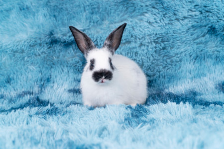 Lovely healthy baby rabbit ear bunny sitting on blue background. Little tiny furry black white infant bunny bright eyes rabbit watching something sitting on carpet blue background. Easter animal pet.の写真素材