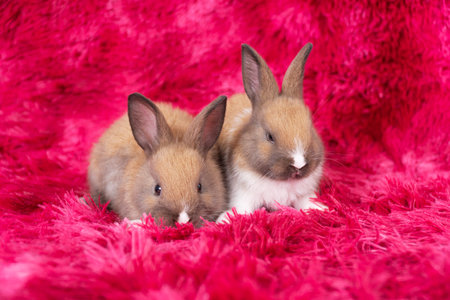 Lovely healthy two baby rabbit ear bunny sitting on red background. Little family tiny furry brown...