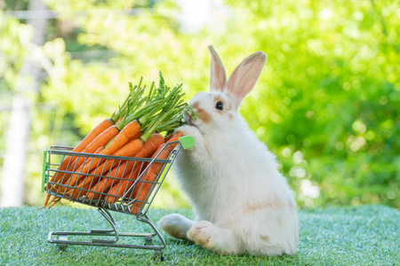 Little baby rabbit bunny pushing shopping cart with fresh baby carrots organic on green grass over bokeh nature background. Furry mammal white brown bunny walking with shoppingcart on grass.Animal petの写真素材