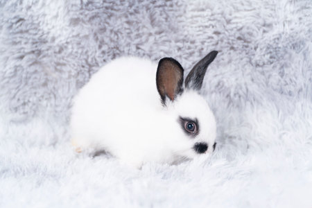 Lovely healthy baby rabbit ear bunny sitting on grey background. Little tiny furry black white infant bunny bright eyes rabbit watching something sitting on carpet white background. Easter animal pet.の写真素材