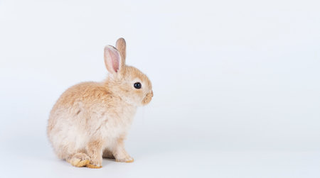 Adorable newborn baby rabbit bunnies brown looking at something sitting over isolated white...