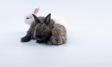 Lovely healthy baby rabbits furry bunny sitting togetherness over isolated white background. Family...