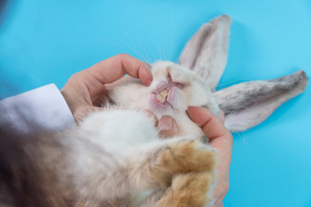 Patient rabbit ears bunny with hands of veterinary scrutiny oral health on table blue background. Hand of doctor open mouth sick white rabbit mammal bunny check up teeth in hospital.Animal health careの写真素材