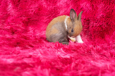 Lovely healthy baby rabbit ear bunny sitting on red background. Little tiny furry brown white infant bunny bright eyes rabbit watching something sitting on carpet red background. Easter animal pet.の写真素材