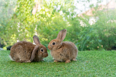 Cuddly furry rabbit bunny brown with family sitting and playful together on green grass over natural background. Two family baby bunny spring time on lawn. Easter newborn bunny family pet concept.の写真素材