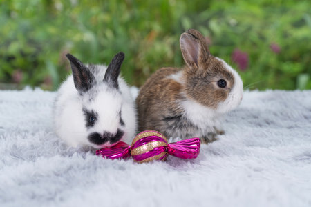 Tiny infant rabbits bunny playful together sitting beside decorative ball Christmas on white soft carpet over green bokeh nature background.Healthy two little baby rabbits bunny resting on soft carpetの写真素材