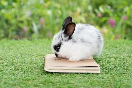 Lovely curiosity baby rabbit bunny playful on book green grass on spring summer garden background. Little cuddle bunny white grey rabbit sitting on book meadow nature outdoor symbol study. Easter pet.の写真素材