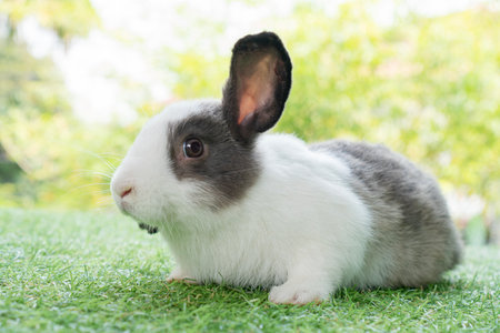 Friendly young rabbit bunny sitting on green grass over spring bokeh nature background. Furry rabbit grey, black and white bunny playful on meadow. Easter animal pet concept.の写真素材
