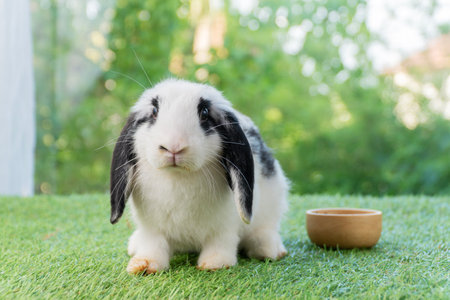 Adorable Holland lop rabbit bunny eating dry alfalfa hay field in pet bowl sitting on green grass over bokeh green background. Cuddly healthy rabbit white black bunny feeding meal in wood bowl meadow.の写真素材