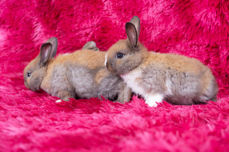 Lovely healthy two baby rabbit ear bunny sitting on red background. Little family tiny furry brown white infant bunny bright eyes rabbit sitting together on carpet red background. Easter animal pet.の写真素材
