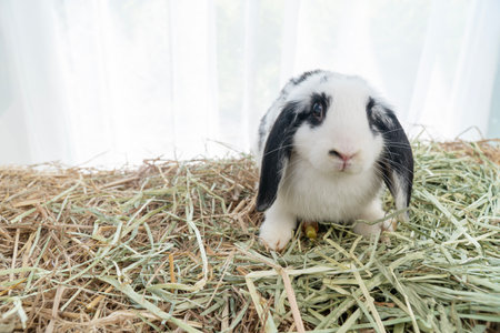 Lovely furry hare baby rabbit Holland lop looking at something sitting on dry straw grass over white background. Young white black rabbit bunny sitting ion dry straw. Easter animal pet concept.の写真素材