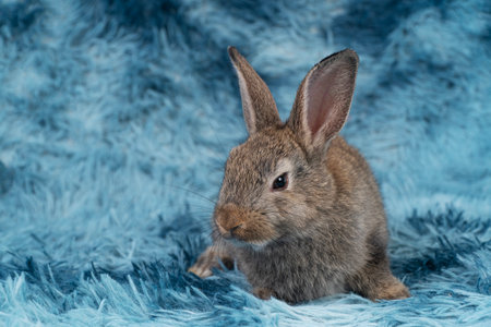 Lovely healthy baby rabbit ear bunny sitting playful on blue background. Little tiny furry brown infant bunny bright eyes rabbit watching something on carpet blue background. Easter animal pet.の写真素材