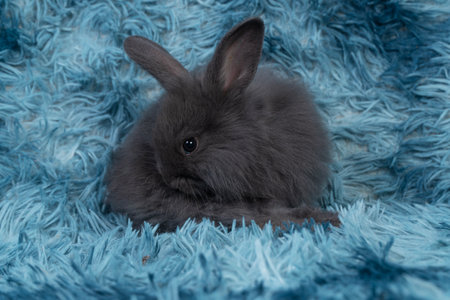 Lovely healthy baby rabbit ear bunny clean body sitting playful on blue background. Little tiny furry black infant bunny bright eyes rabbit cleaning body on carpet blue background. Easter animal pet.の写真素材