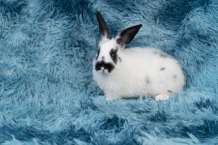 Lovely healthy baby rabbit ear bunny sitting playful on blue background. Little tiny furry black white infant bunny bright eyes rabbit watching something on carpet blue background. Easter animal pet.の写真素材