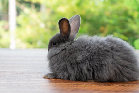 Lovely baby rabbit furry bunny looking something sitting alone on wooden over blurred green nature background. Adorable little bunny ears rabbit playful on green spring time. Easter animal concept.の写真素材