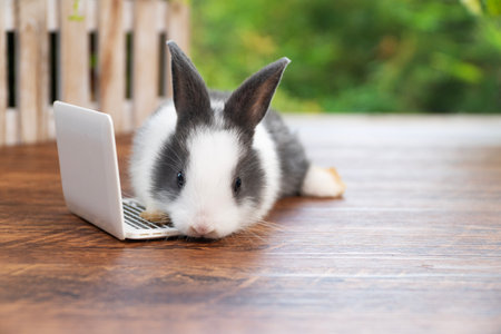 Tiny cuddly rabbit bunny with small laptop sitting on the green grass. Lovely white black baby rabbit looking at something with notebook on lawn natural background. Easter fluffy bunny conceptの写真素材