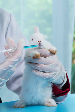 Unhealthy rabbit bunny veterinary care sick injured pet checkup at clinic. Hand of veterinarian with gloves holding injection rabbit white bunny use syringe feeding medicine at exotic vet pet clinic.の写真素材
