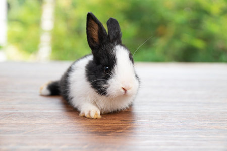 Lovely baby rabbit furry bunny looking something sitting alone on wooden over blurred green nature background. Adorable little bunny ears rabbit playful on green spring time. Easter animal concept.の写真素材