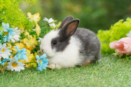 Lovely rabbit ears bunny sitting playful on green grass with flowers over spring time nature background. Little baby rabbit white black bunny curiosity standing playful meadow summer background.Easterの写真素材