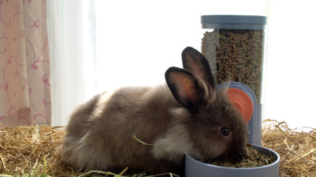 Healthy young rabbit furry bunny eating pellet food in automatic feeder on dry straw over white background. Cuddly fur bunny black brown rabbit feeding organic dry food in spring light. Feeder petの写真素材