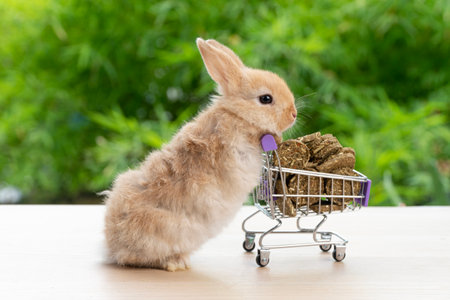 Adorable baby rabbit bunny pushing shopping basket cart with cookie carrot standing over green nature background. Furry young bunny stand on two legs. Easter bunny animal shopping online concept.の写真素材