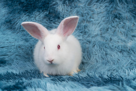 Lovely healthy baby rabbit ear bunny sitting playful on blue background. Little tiny furry white infant bunny bright eyes rabbit watching something on carpet blue background. Easter animal pet.の写真素材