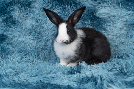 Lovely healthy baby rabbit ear bunny sitting playful on blue background. Little tiny furry black white infant bunny bright eyes rabbit watching something on carpet blue background. Easter animal pet.の写真素材