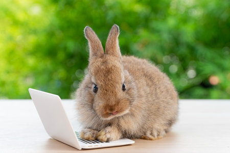 Newborn tiny rabbit furry bunny small laptop online sitting on bokeh green background. Lovely baby rabbit cleaning body sitting with laptop on wooden natural background. Easter fluffy pet technology.の写真素材