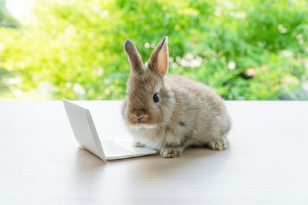 Newborn tiny rabbit furry bunny small laptop online sitting on bokeh green background. Lovely baby rabbit looking camera sitting with laptop on wooden natural background. Easter fluffy pet technology.の写真素材