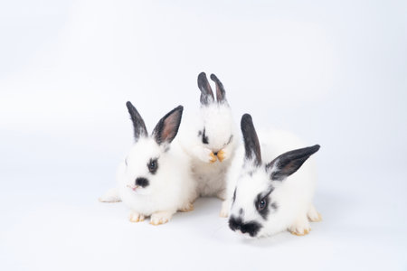 Adorable furry baby bunny rabbits sitting and lying together playful over isolated white background. Three lovely cuddle family rabbits sitting playful together on white. Easter animal family concept.の写真素材
