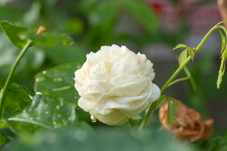 Blossom asia bouquet fresh double jasmine flower aromatic relaxing with leaf over nature background. Floral bloom smell Mali jasmine thai symbol mother day buddhist on green leaf garden background.の写真素材