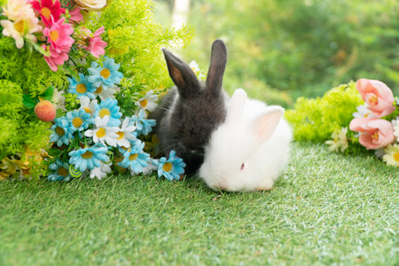 Two adorable fluffy baby bunny rabbit sitting playful together on green grass flowers over bokeh nature background. Furry cute new born family rabbit furry bunny playful outdoor. Easter animal conceptの写真素材